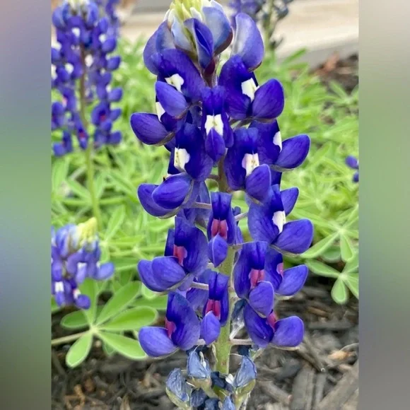 50 Seeds Texas Bluebonnet Wildflower Lupinus texensis Flower Seeds Garden - Picture 5 of 16